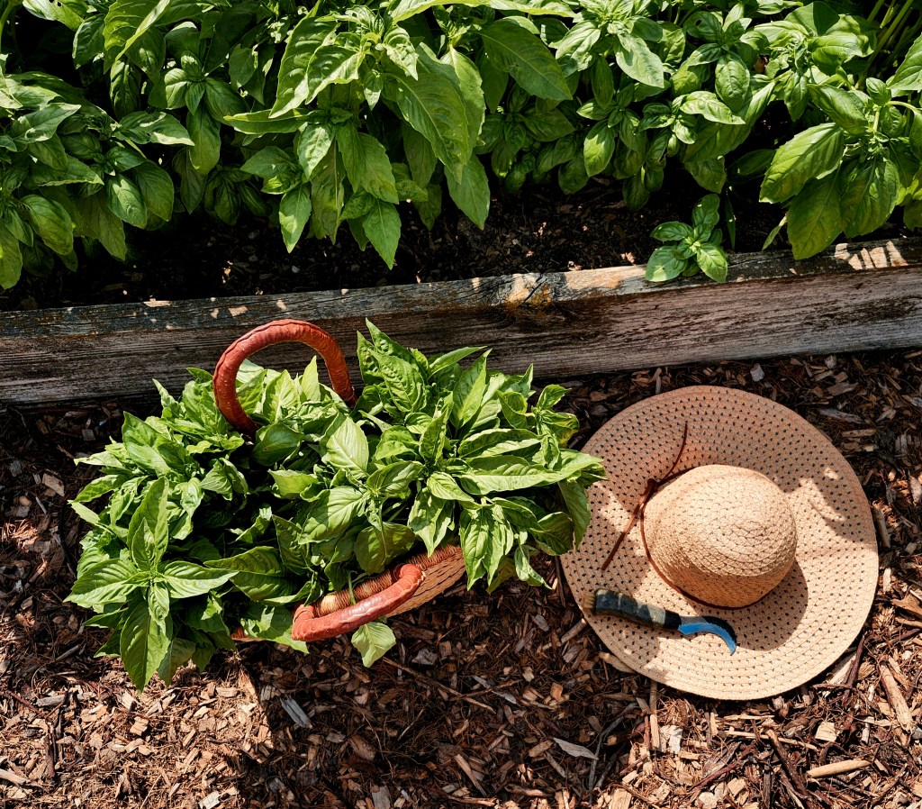 Life is Just a Basket of&nbsp;Basil